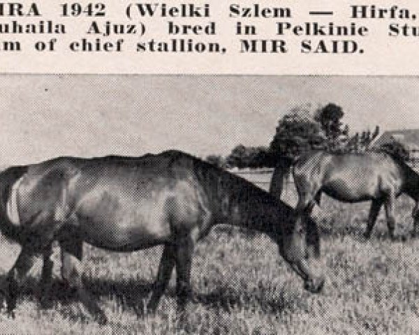 Zuchtstute Mira ox (Vollblutaraber, 1942, von Wielki Szlem 1938 ox)