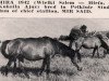 broodmare Mira ox (Arabian thoroughbred, 1942, from Wielki Szlem 1938 ox)