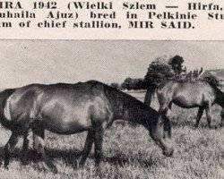 broodmare Mira ox (Arabian thoroughbred, 1942, from Wielki Szlem 1938 ox)