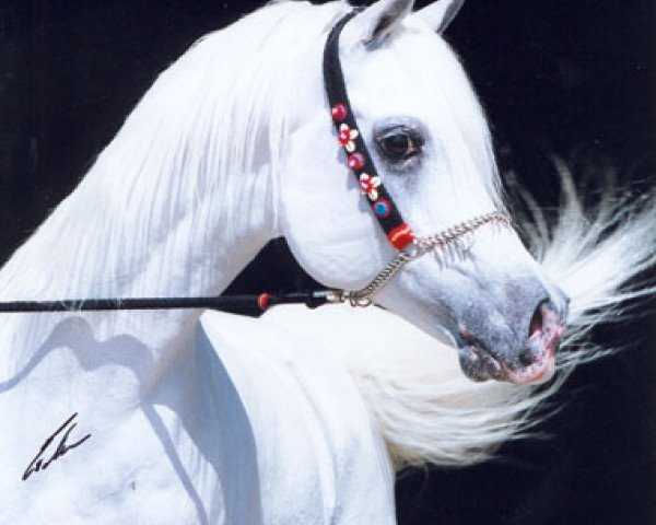 stallion El Thay Mashour EAO (Arabian thoroughbred, 1994, from Madkour I ox)
