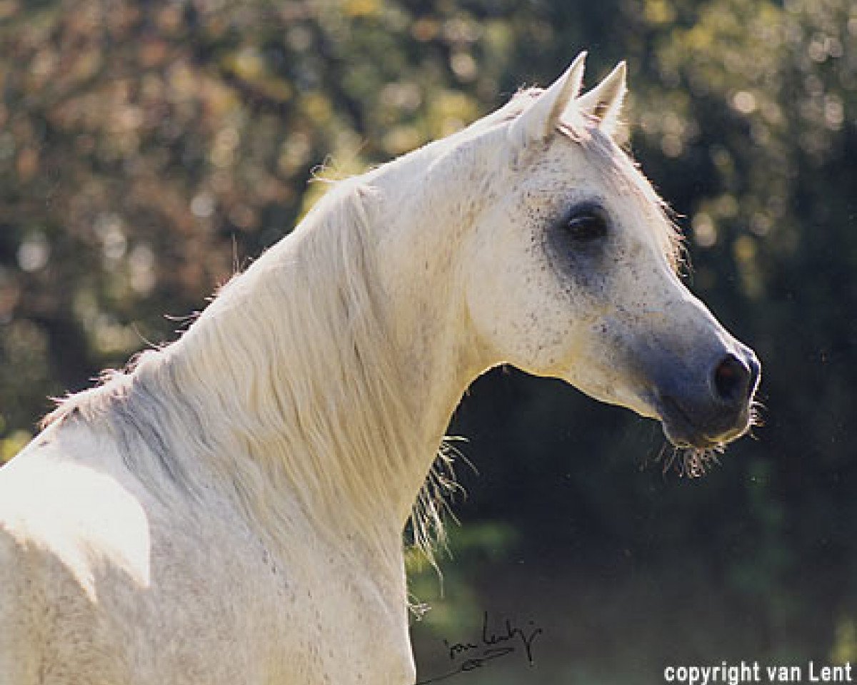 stallion El Thay Mansour EAO (Arabian purebred, 1986, from Ansata Halim Shah ox)