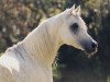stallion El Thay Mansour EAO (Arabian thoroughbred, 1986, from Ansata Halim Shah ox)
