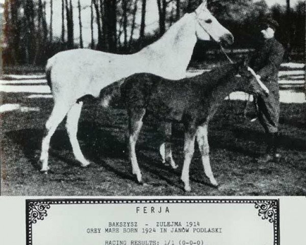 broodmare Ferja 1924 ox (Arabian thoroughbred, 1924, from Bakszysz 1901 ox)