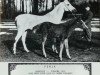 broodmare Ferja 1924 ox (Arabian thoroughbred, 1924, from Bakszysz 1901 ox)