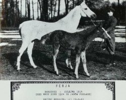 broodmare Ferja 1924 ox (Arabian thoroughbred, 1924, from Bakszysz 1901 ox)