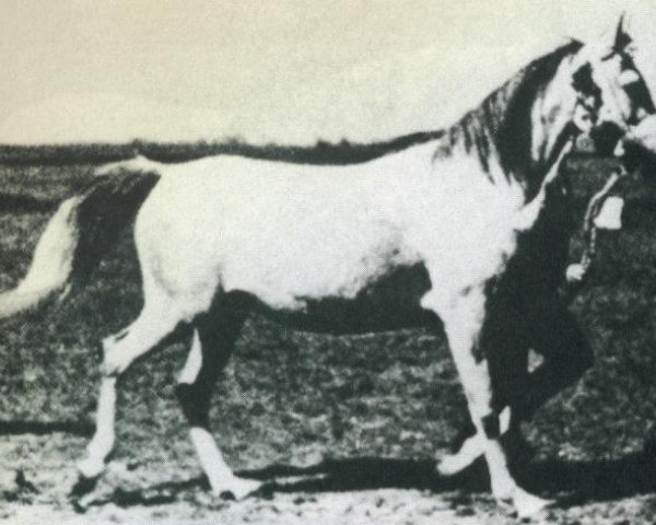 Zuchtstute Magja 1931 ox (Vollblutaraber, 1931, von Koheilan VIII 1922 ox)