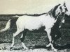 broodmare Magja 1931 ox (Arabian thoroughbred, 1931, from Koheilan VIII 1922 ox)