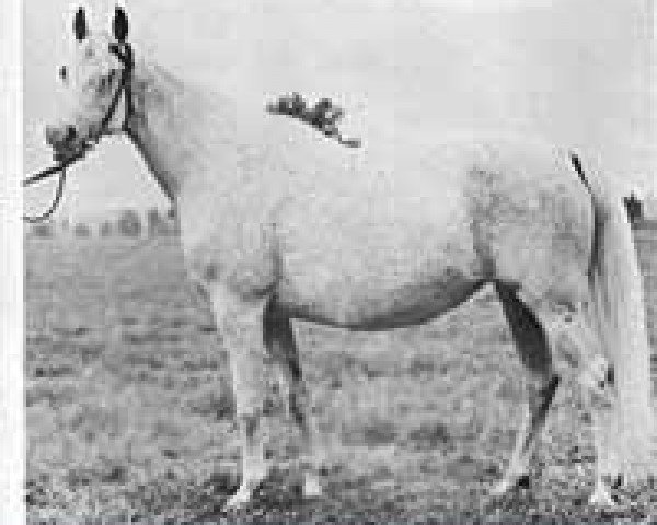 broodmare Dimatra ox (Arabian thoroughbred, 1950, from Wielki Szlem 1938 ox)