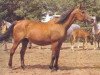 broodmare Naturshitsa ox (Arabian thoroughbred, 1962, from Arax 1952 ox)