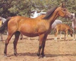 broodmare Naturshitsa ox (Arabian thoroughbred, 1962, from Arax 1952 ox)