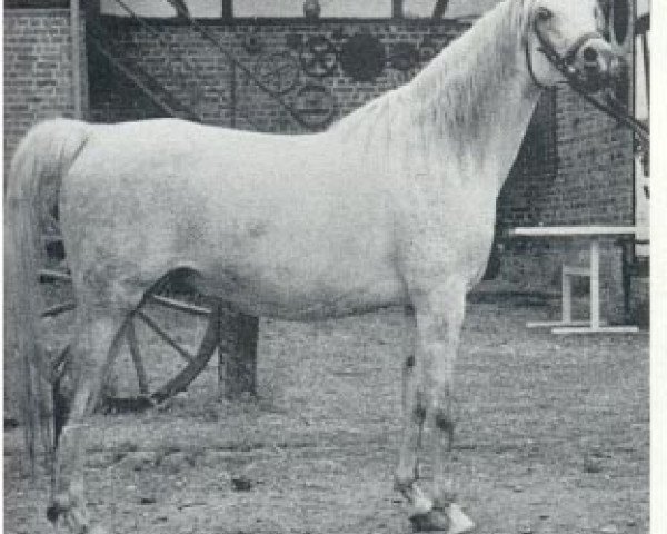 broodmare Najada ox (Arabian thoroughbred, 1966, from Aswan 1958 EAO)