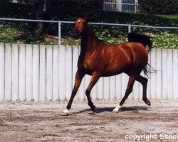 broodmare Nostalgia ox (Arabian thoroughbred, 1987, from Neman 1973 ox)