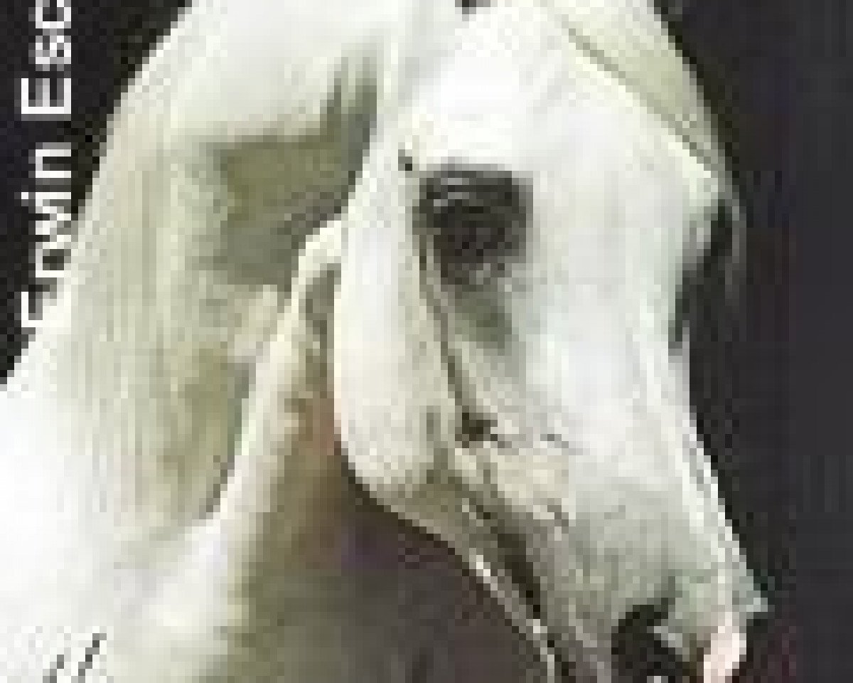 stallion Narav Ibn Aswan ox (Arabian purebred, 1978, from Aswan 1958 EAO)