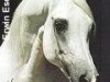stallion Narav Ibn Aswan ox (Arabian thoroughbred, 1978, from Aswan 1958 EAO)