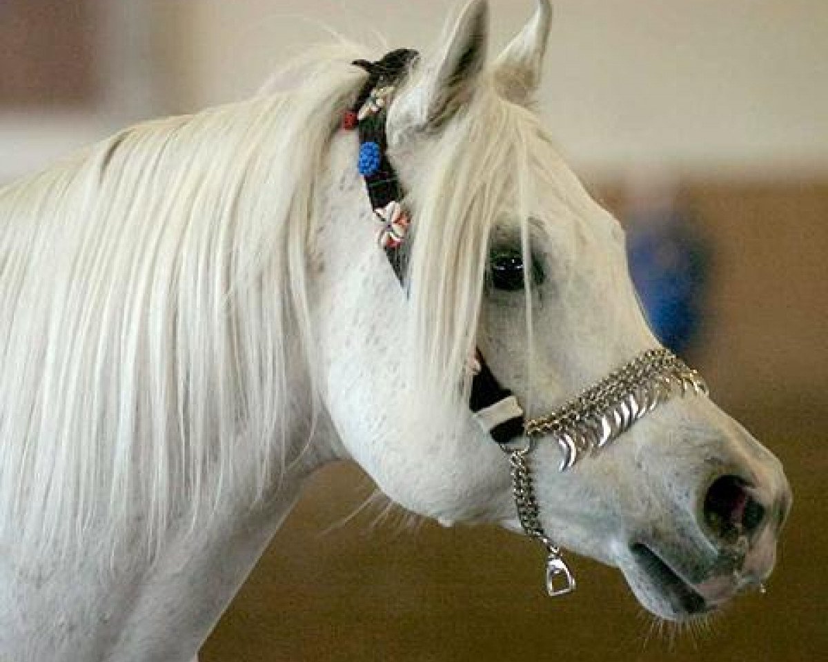stallion Davidoff ox (Arabian purebred, 1995, from Kubinec 1987 ox)