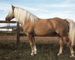 stallion Herzberg (3,125% ox) (Edelbluthaflinger, 1989, from Herzober (6,25% ox))