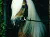 stallion Stereo (Haflinger, 1985, from Stern)