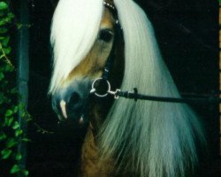 stallion Stereo (Haflinger, 1985, from Stern)