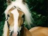 stallion Alegro (Haflinger, 1992, from Apollo (6,25% ox))