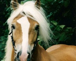 Deckhengst Alegro (Haflinger, 1992, von Apollo (6,25% ox))