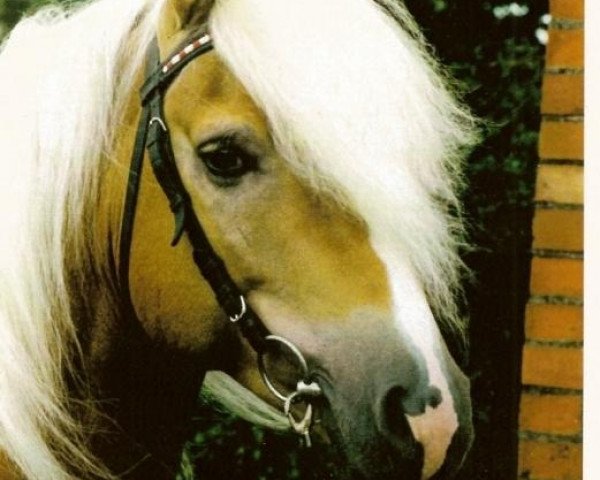 stallion Herz-Trumpf (3,125% ox) (Edelbluthaflinger, 1992, from Herzkönig (6,25% ox))