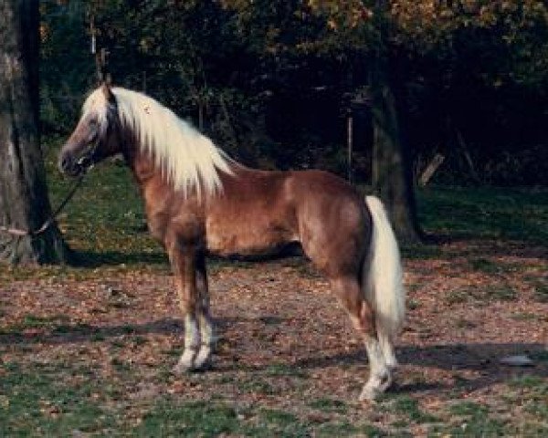 stallion Herz As (Haflinger, 1984, from 413 Hoferbe)