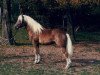 stallion Herz As (Haflinger, 1984, from 413 Hoferbe)