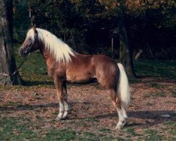 stallion Herz As (Haflinger, 1984, from 413 Hoferbe)