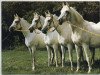 horse Dschadaah ox (Arabian thoroughbred, 1973, from Hadban Enzahi 1952 EAO)
