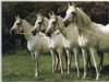 broodmare Dakhla (Arabian thoroughbred, 1969, from Hadban Enzahi 1952 EAO)