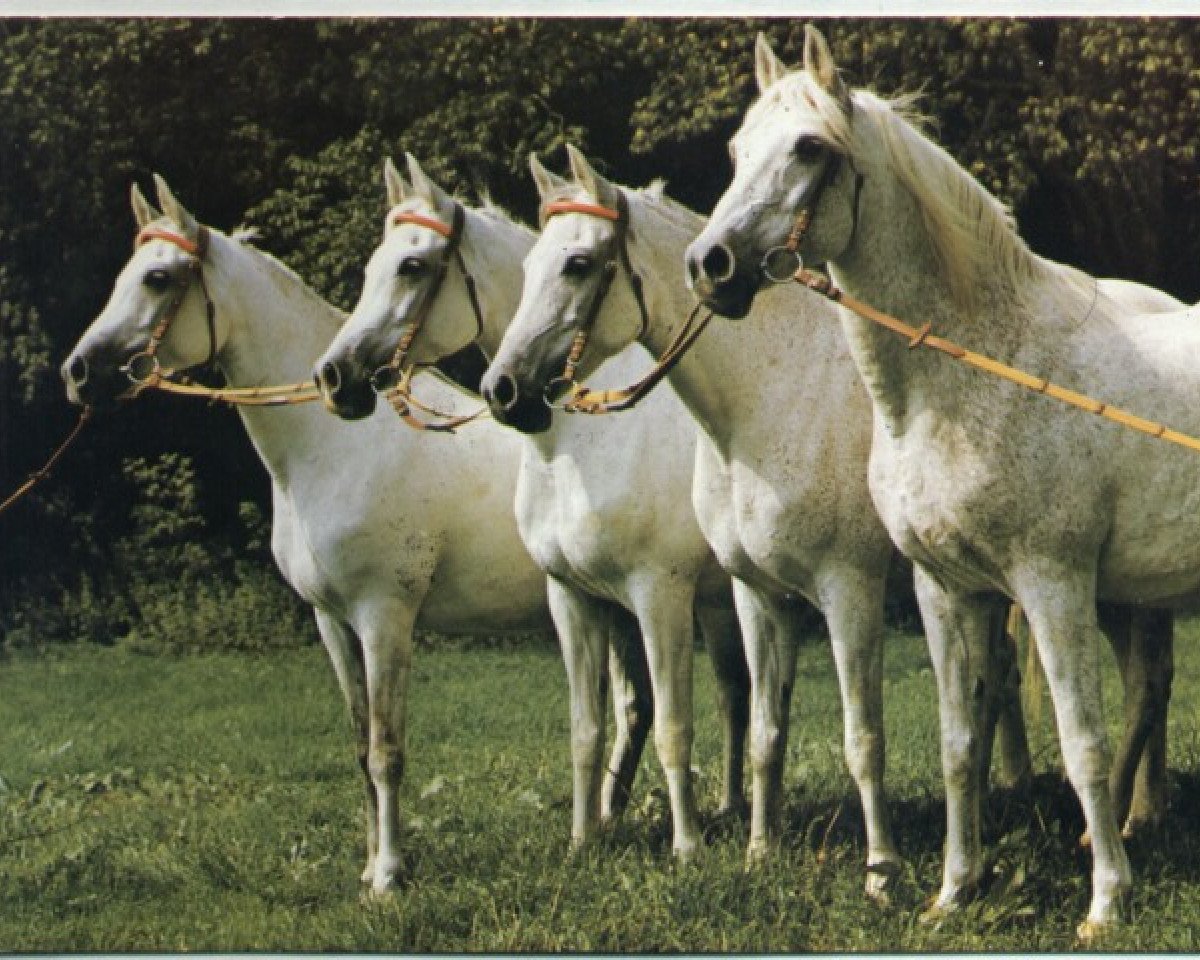 broodmare Hamdi ox (Arabian purebred, 1955, from Halef 1937 ox)