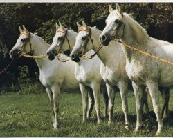 broodmare Hamdi ox (Arabian thoroughbred, 1955, from Halef 1937 ox)