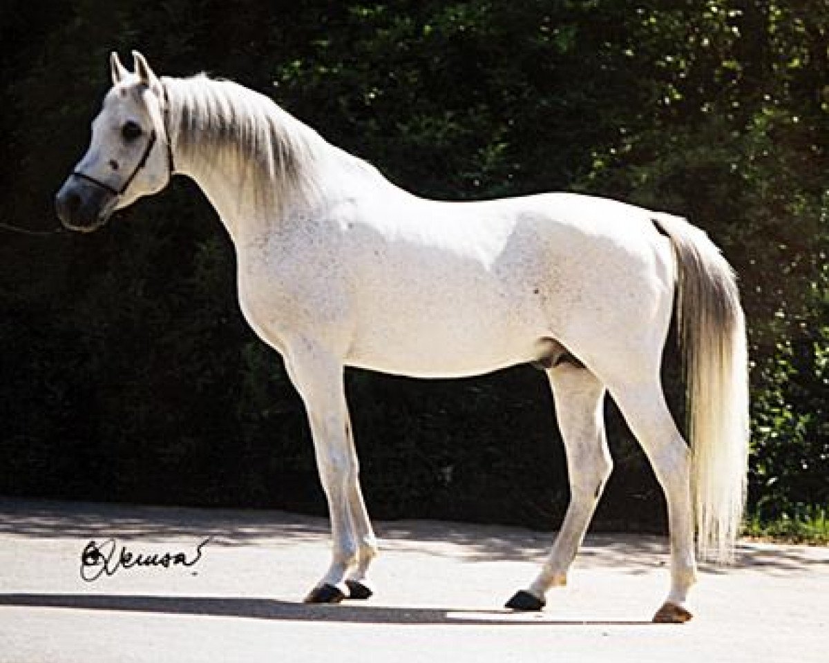 stallion Dahab ox (Arabian purebred, 1984, from Monrad 1974 ox)