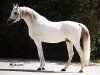 stallion Dahab ox (Arabian thoroughbred, 1984, from Monrad 1974 ox)