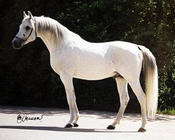 stallion Dahab ox (Arabian thoroughbred, 1984, from Monrad 1974 ox)