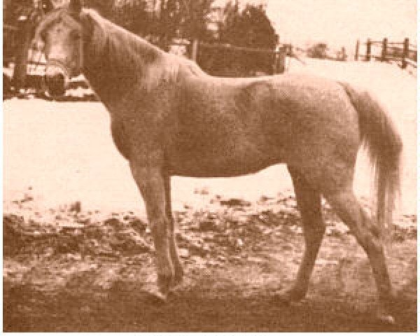 broodmare Fanfara ox (Arabian thoroughbred, 1914, from Kohejlan 1903 ox)