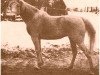 broodmare Fanfara ox (Arabian thoroughbred, 1914, from Kohejlan 1903 ox)