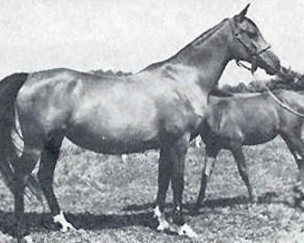 broodmare Cerekiew ox (Arabian thoroughbred, 1951, from Wielki Szlem 1938 ox)