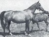 broodmare Cerekiew ox (Arabian thoroughbred, 1951, from Wielki Szlem 1938 ox)