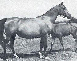 broodmare Cerekiew ox (Arabian thoroughbred, 1951, from Wielki Szlem 1938 ox)