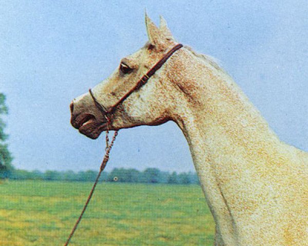 broodmare Ceramika ox (Arabian thoroughbred, 1964, from Negatiw 1945 ox)