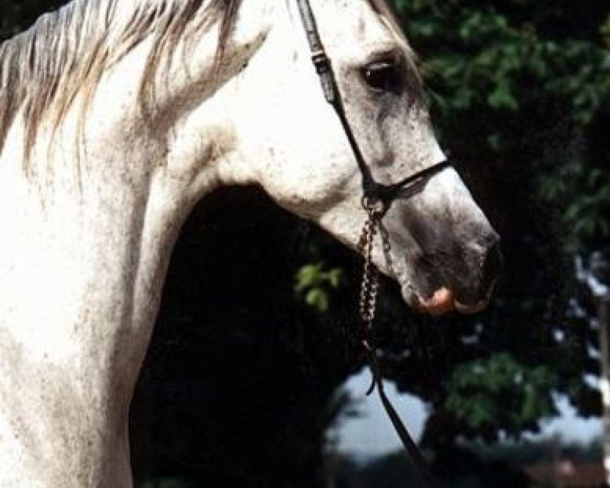 stallion Cenzor ox (Arabian purebred, 1979, from Partner ox)