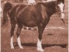 broodmare Jaskolka II ox (Arabian thoroughbred, 1928, from Koheilan VIII 1922 ox)
