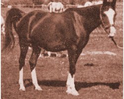 broodmare Jaskolka II ox (Arabian thoroughbred, 1928, from Koheilan VIII 1922 ox)