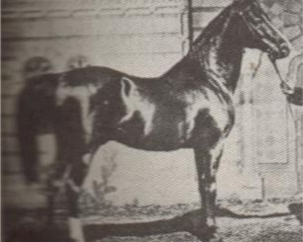 Deckhengst Hami RAS (Vollblutaraber, 1872)