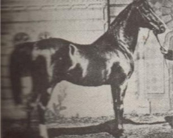 stallion Hami RAS (Arabian thoroughbred, 1872)