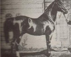 stallion Hami RAS (Arabian purebred, 1872)