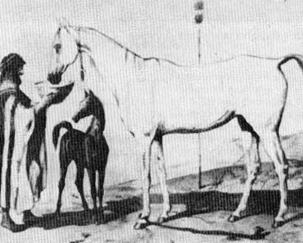 broodmare Sahara DB (Arabian thoroughbred, 1835)