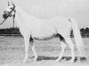 broodmare Carmen ox (Arabian thoroughbred, 1942, from Trypolis 1937 ox)