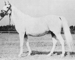 broodmare Carmen ox (Arabian thoroughbred, 1942, from Trypolis 1937 ox)